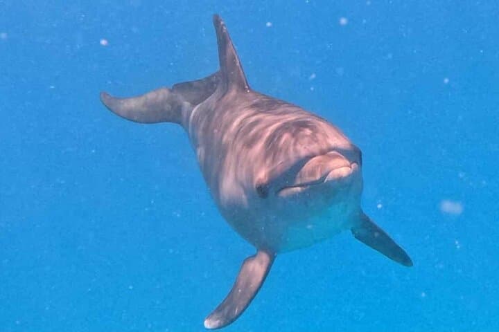 Hurghada Dolphin Snorkeling Cruise to Dolphin House with Buffet Lunch photo 2