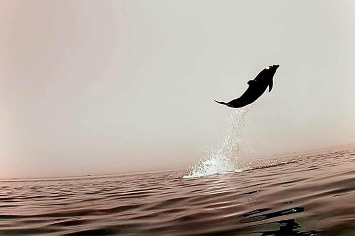 Hurghada Dolphin Snorkeling Cruise to Dolphin House with Buffet Lunch photo 5