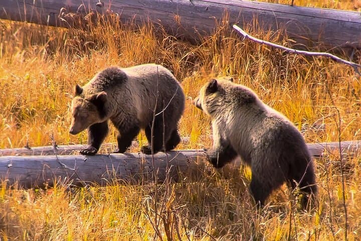 Yellowstone Lower Loop: Full-Day Tour to Old Faithful, Grand Prismatic & Lower Falls photo 2
