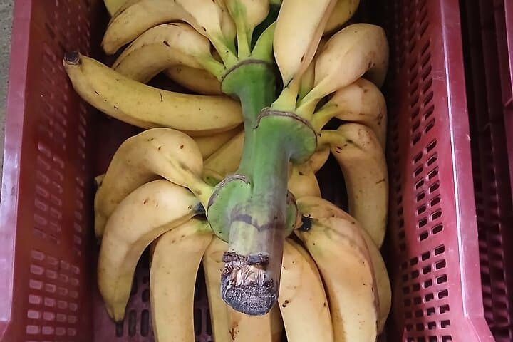 Montezuma Food Walking Tour: Taste Local Flavors in 5 Stops photo 2