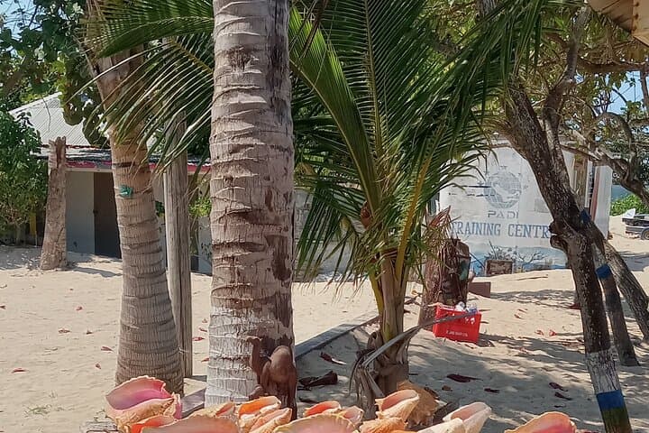 Ocho Rios Scenic Views, Konoko Falls & Fern Gully Private Tour photo 6