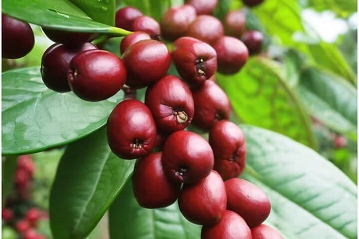 Big Island Hands-On Coffee Farm Tour at Ohana Ranch (UTV, Roasting & Planting) photo 3