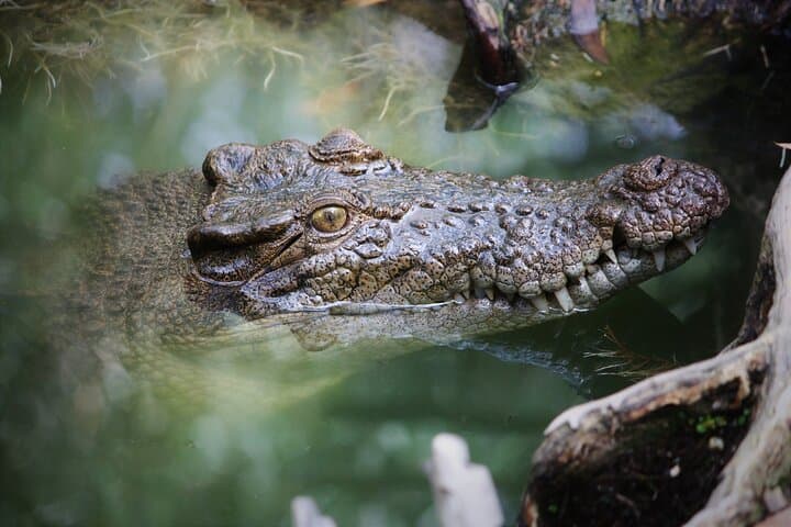 Daintree and Cape Tribulation 2-Day Rainforest & Great Barrier Reef Adventure photo 5