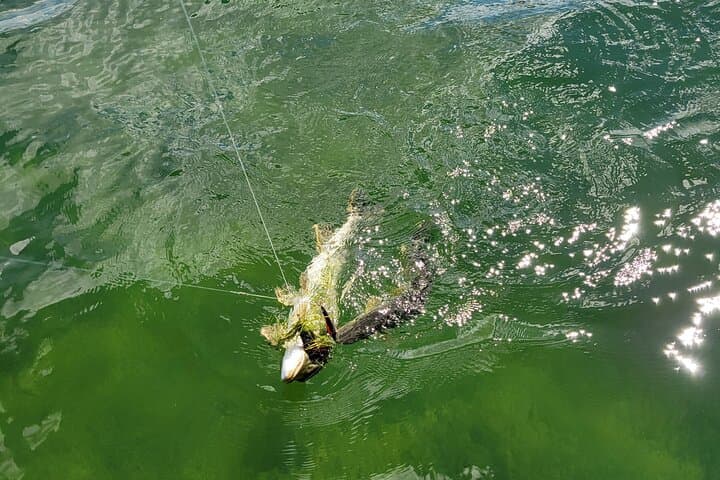 Guided Fishing in the Yukon: Pike, Lake Trout & Remote Backcountry Angling photo 6