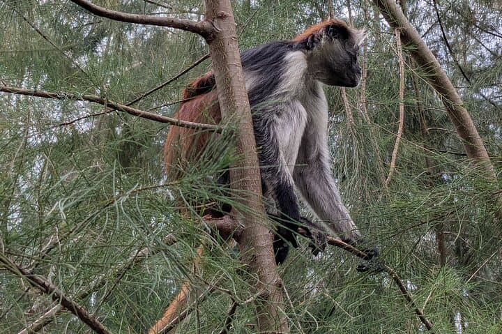 Jozani Forest, Maalum Cave & Kae Fank Sunset: Private Full-Day Wildlife and Coastal Tour photo 2