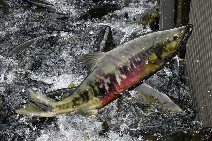 Private Juneau Sightseeing Tour and Macaulay Salmon Hatchery Visit (3 Hours) photo 2