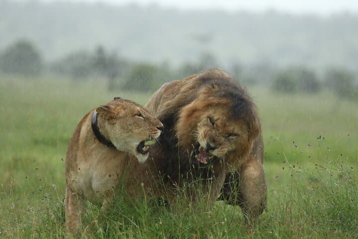 Fly-In Luxury Safari: 3-Day Masai Mara Package from Nairobi photo 2
