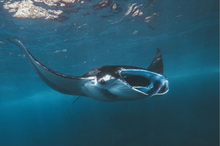 Snorkel Manta Point Nusa Penida: Best Chances to Swim with Manta Rays photo 1