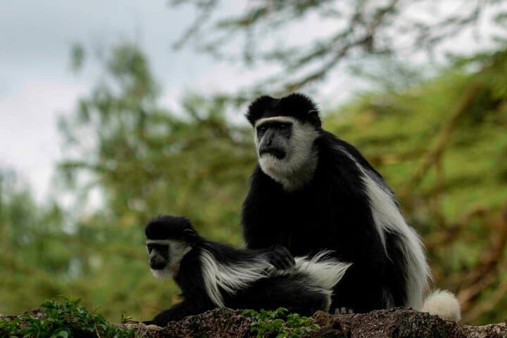 Fly-In Luxury Safari: 3-Day Masai Mara Package from Nairobi photo 4