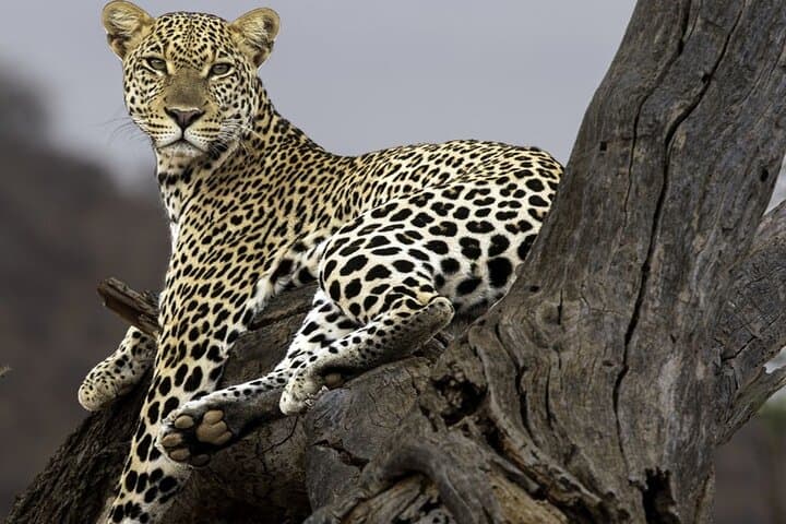 Fly-In Luxury Safari: 3-Day Masai Mara Package from Nairobi photo 5