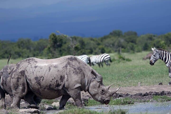 Fly-In Luxury Safari: 3-Day Masai Mara Package from Nairobi photo 6