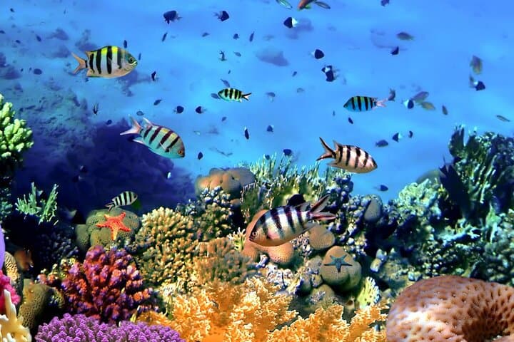 Snorkel Manta Point Nusa Penida: Best Chances to Swim with Manta Rays photo 4
