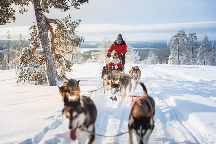 Arctic Husky Adventure: Self-Drive Dog Sled Safari Near Rovaniemi