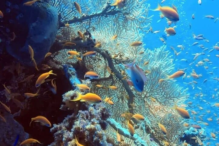 Hurghada Two‑Tank Red Sea Dive with Lunch and Transfers photo 3