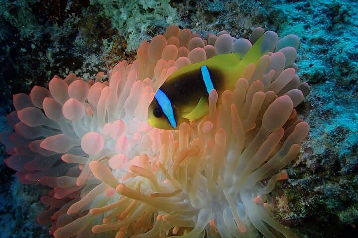 Hurghada Two‑Tank Red Sea Dive with Lunch and Transfers photo 5