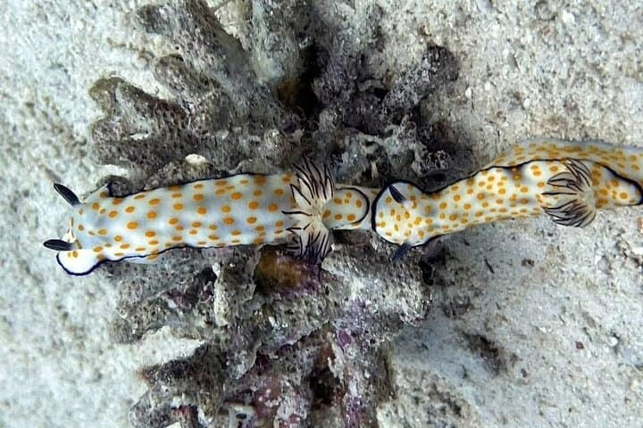 Hurghada Two‑Tank Red Sea Dive with Lunch and Transfers photo 6