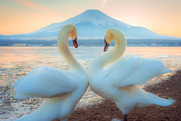 Full-Day Mt. Fuji, Lake Kawaguchi & Yamanaka Tour with Onsen and Swan Boat