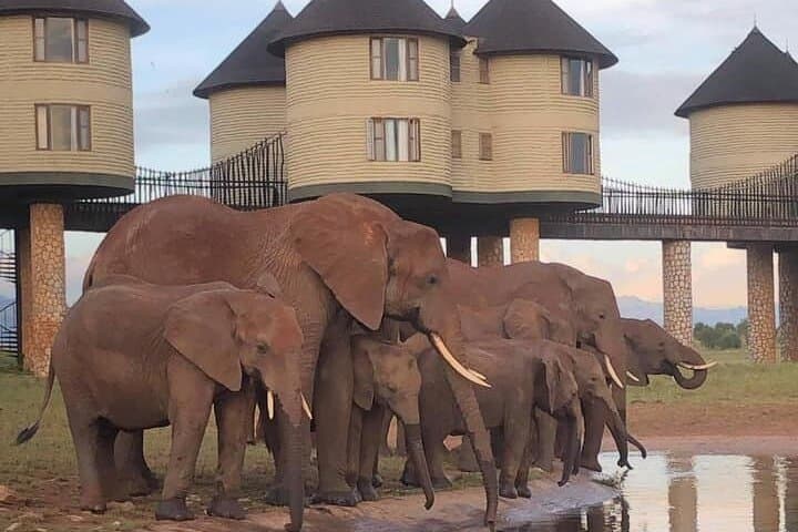 Salt Lick Safari: 3-Day Taita Hills Wildlife Escape from Nairobi