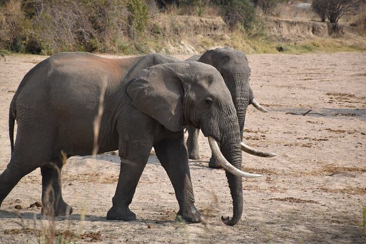 2-Day Mikumi Safari & Bush-Walking Adventure via SGR Train photo 2
