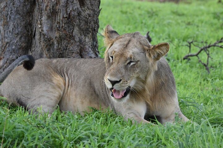 2-Day Mikumi Safari & Bush-Walking Adventure via SGR Train photo 3