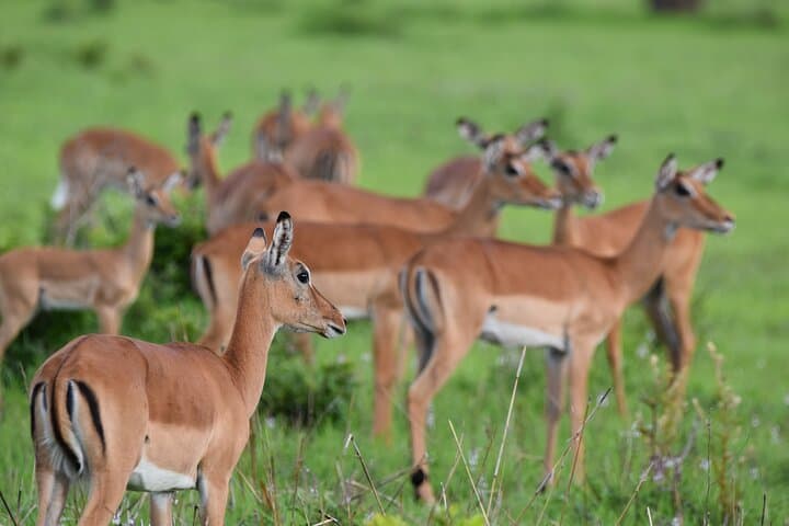 2-Day Mikumi Safari & Bush-Walking Adventure via SGR Train photo 4