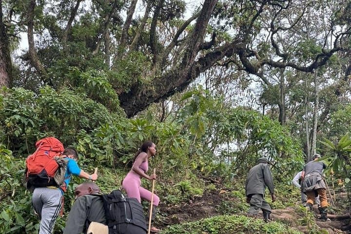 Mount Bisoke One-Day Hike: Summit the Crater Lake in Rwanda's Volcanoes photo 4