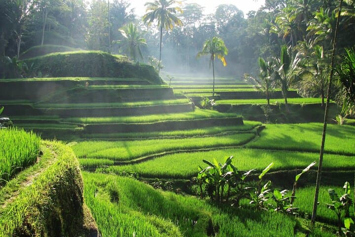 Best of Ubud: Waterfalls, Temple & Rice Terraces Private Day Tour photo 5