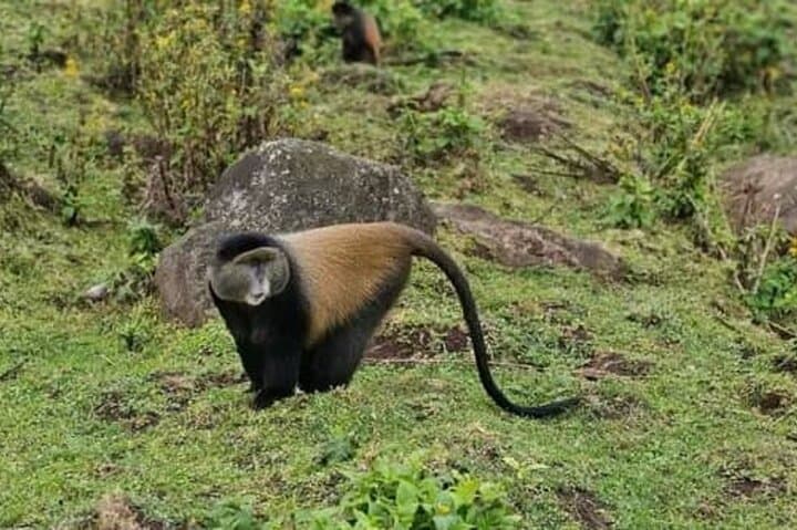 Golden Monkey Trek in Volcanoes National Park: Day Hike Guide