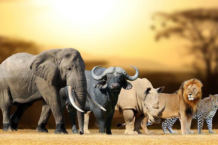 Aquila Safari Full-Day Big Five Safari from Cape Town photo 5