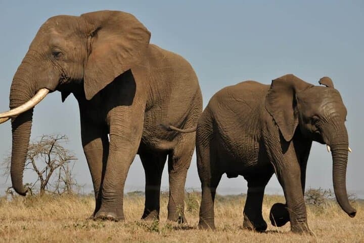 Aquila Safari Full-Day Big Five Safari from Cape Town