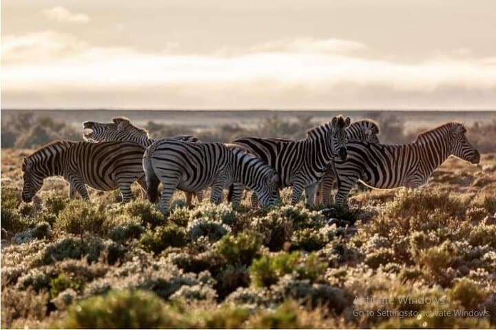 Aquila Safari Full-Day Big Five Safari from Cape Town photo 3