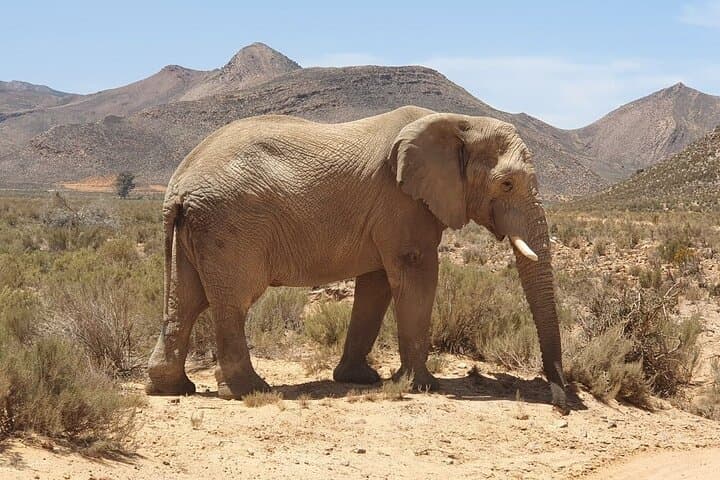 Aquila Safari Full-Day Big Five Safari from Cape Town photo 4