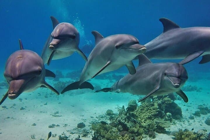 Dolphin House Snorkeling Tour: Full-Day Red Sea Boat Trip from Hurghada