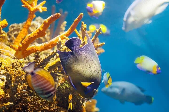 Dolphin House Snorkeling Tour: Full-Day Red Sea Boat Trip from Hurghada photo 4