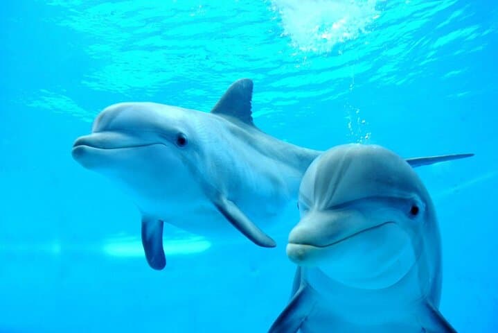 Dolphin House Snorkeling Tour: Full-Day Red Sea Boat Trip from Hurghada photo 2