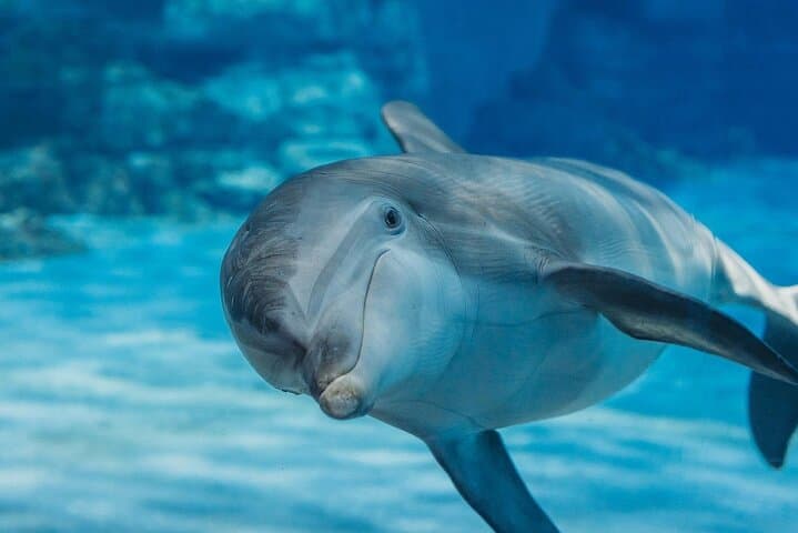 Dolphin House Snorkeling Tour: Full-Day Red Sea Boat Trip from Hurghada photo 3