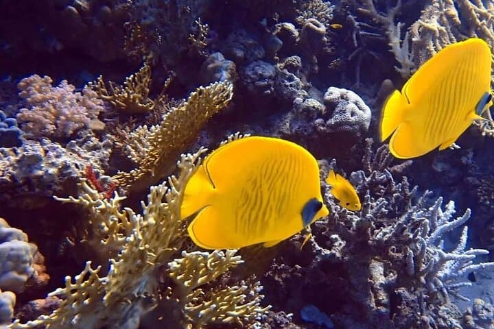 Hurghada Beginner Scuba Dive: Two Intro Dives with Lunch & Transfers photo 5