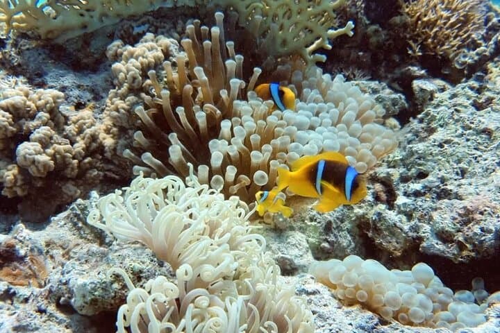 Hurghada PADI Open Water Diver Course: 3-Day Red Sea Certification with eLearning photo 5