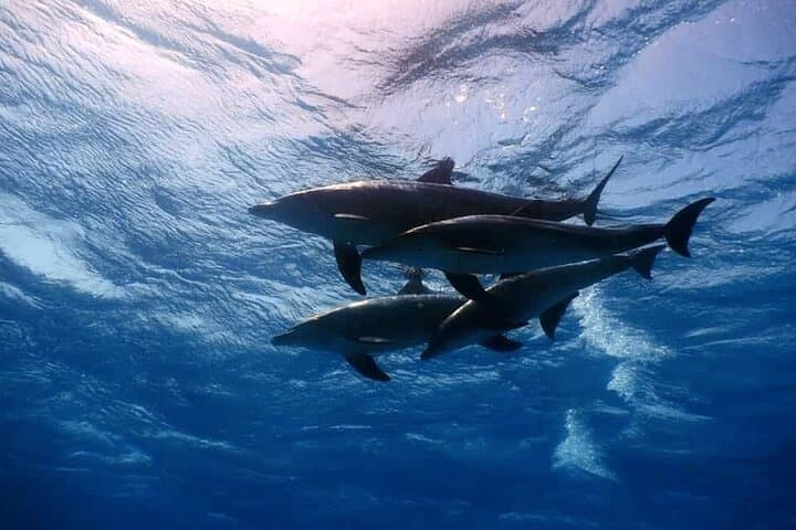 Hurghada Full-Day Snorkeling Trip — Red Sea Reefs, Lunch & Transfers photo 3
