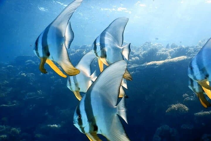 Hurghada Full-Day Snorkeling Trip — Red Sea Reefs, Lunch & Transfers photo 2