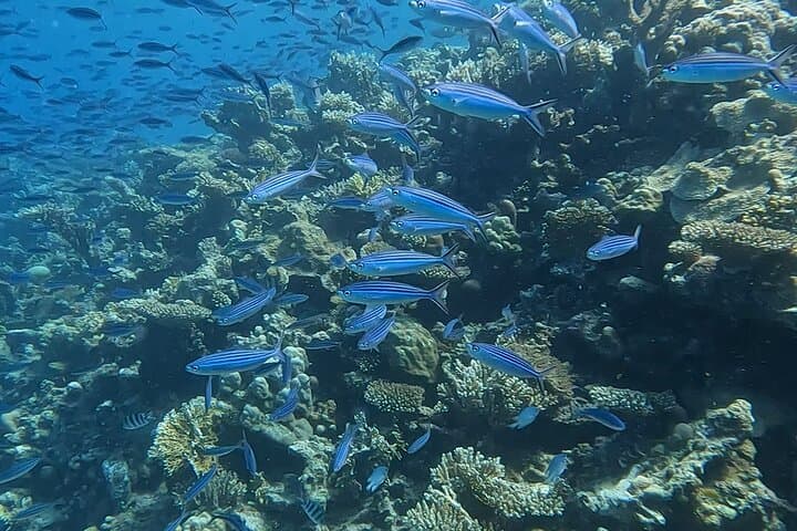Hurghada Full-Day Snorkeling Trip — Red Sea Reefs, Lunch & Transfers photo 4