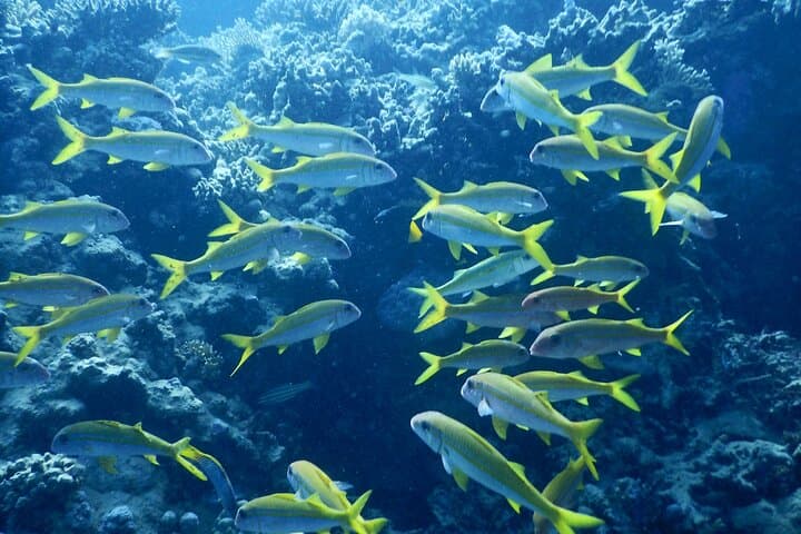 Hurghada Full-Day Snorkeling Trip — Red Sea Reefs, Lunch & Transfers photo 5