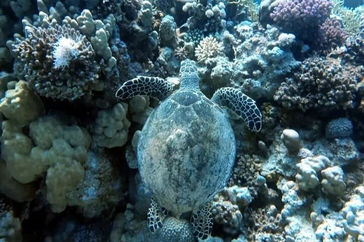 Hurghada Full-Day Snorkeling Trip — Red Sea Reefs, Lunch & Transfers photo 6