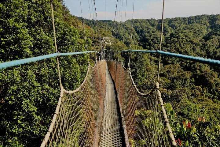 Nyungwe Canopy Walk and 2km Zipline from Kigali: Rainforest Treetop Adventure