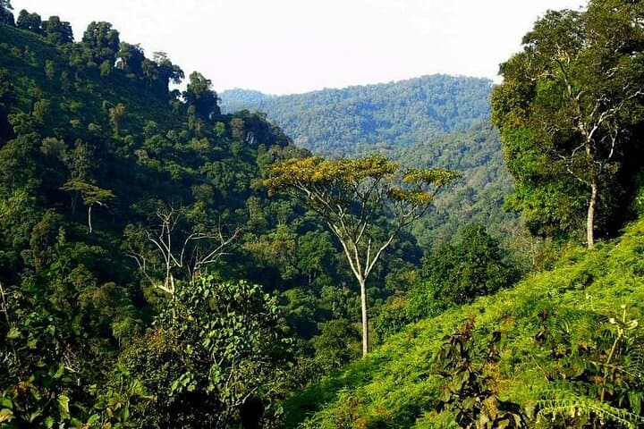 Nyungwe Canopy Walk and 2km Zipline from Kigali: Rainforest Treetop Adventure photo 3