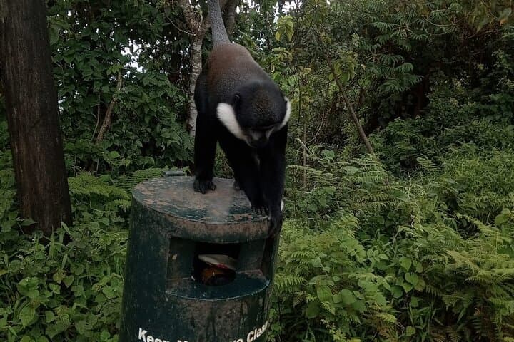 Nyungwe Canopy Walk and 2km Zipline from Kigali: Rainforest Treetop Adventure photo 4