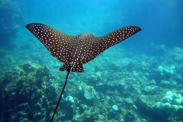 Personalized Diving and Snorkeling in Riviera Maya — Puerto Aventuras Marina Reefs photo 4