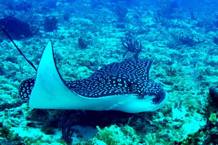 Personalized Diving and Snorkeling in Riviera Maya — Puerto Aventuras Marina Reefs photo 5