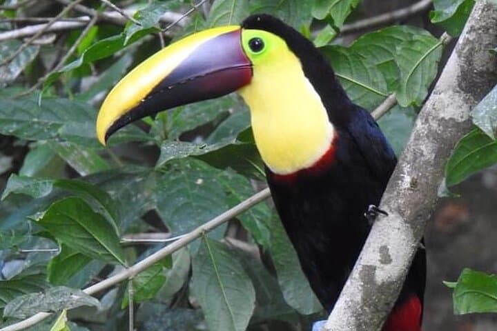 Guided Rainforest Hike in Monkey Park — Wildlife & Conservation Near La Fortuna photo 2