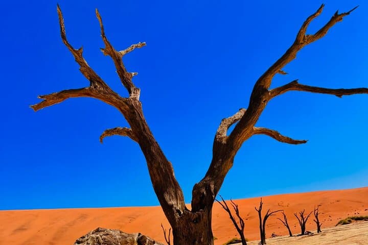 6-Day Namibia Desert and Wildlife Safari: Sossusvlei Dunes to Etosha Game Drives photo 2